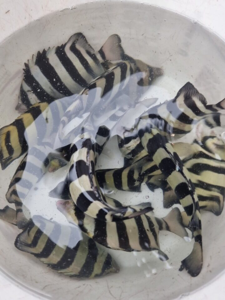 거제덕포해상팬션